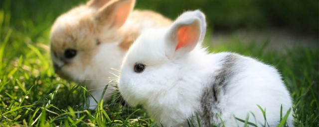 養兔子要註意什麼 養兔子註意事項