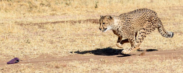 為什麼獵豹不能長時間奔跑? 獵豹不能長時間奔跑的原因