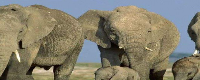 大象一般懷孕多久才能生下一個象寶寶? 壽命是多長的
