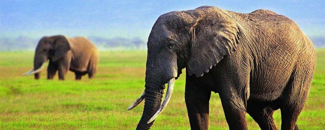 大象一般是通過什麼方式來防曬的 大象怎麼進行防曬