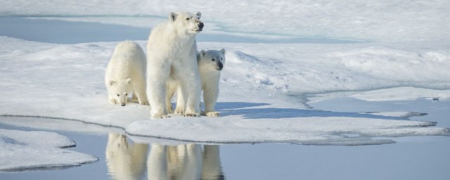 北極熊的皮膚是什麼顏色的 北極熊的皮膚信息