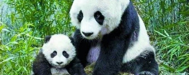 大熊貓愛吃的竹子實際上是什麼 大熊貓介紹