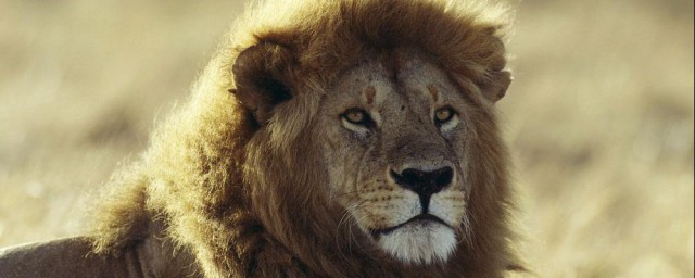 獅群的狩獵主要是由雄獅來完成的嗎 獅子介紹