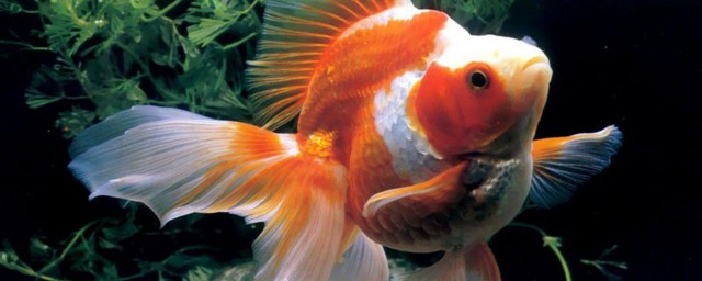 魚類在死亡後為什麼大多都會肚皮朝天 魚類死後肚皮朝上原因