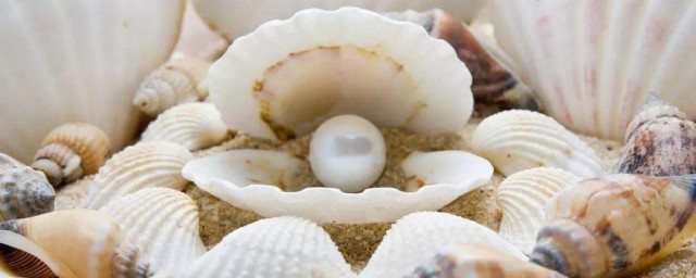 用泡沫箱怎麼養珍珠蚌 珍珠蚌有什麼特點