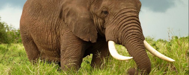大象是用什麼方式防曬 大象防曬方式簡述