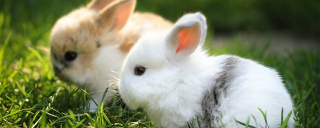 實際上生活中的兔子更喜歡哪種食物? 兔子介紹