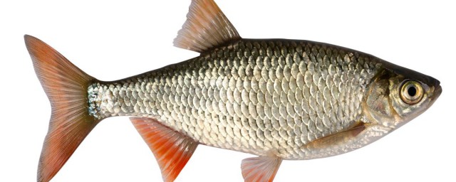 魚的種類名字大全 魚的種類及介紹