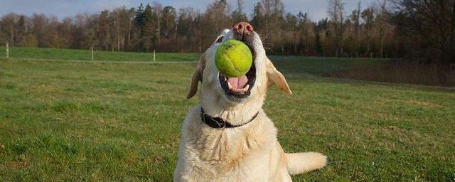 拉佈拉多犬怎麼訓練 拉佈拉多日常3個訓練方法