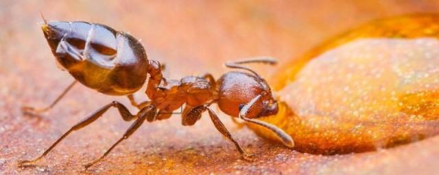 傢裡有螞蟻怎麼治 傢裡有螞蟻怎麼解決