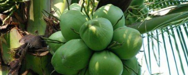 青椰子怎麼打開 青椰子的價值