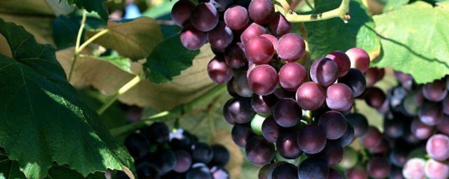葡萄樹的種植方法 葡萄樹的種植方法是什麼