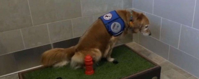 怎麼訓練狗狗在一個地方上廁所 有什麼方法