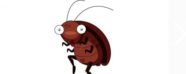 蟑螂進屋的預兆 關於蟑螂進屋的預兆