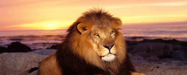 夢見獅子是什麼預兆 夢見獅子暗示什麼