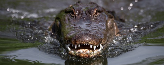 夢見鱷魚是什麼預兆 是好還是壞