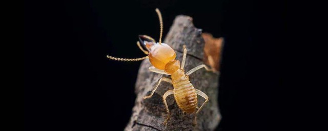 傢裡有白蟻預兆什麼 防治白蟻方法