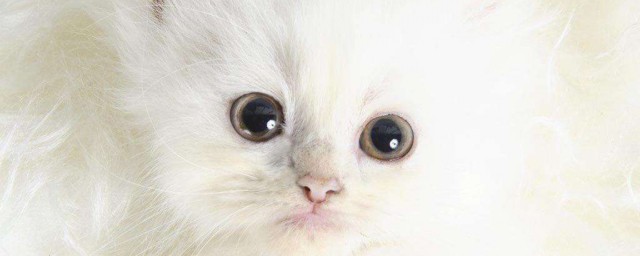 夢見白貓是什麼預兆 各類人夢見白貓的解析