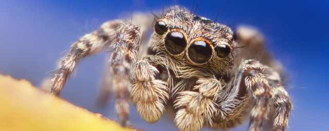 夢見大蜘蛛是什麼預兆 會有好事發生嗎