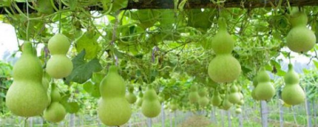 葫蘆種植時間和方法 葫蘆防治病害方法