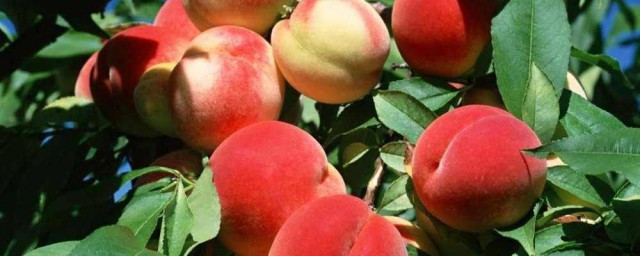 桃子怎麼保存 桃子的保存方法
