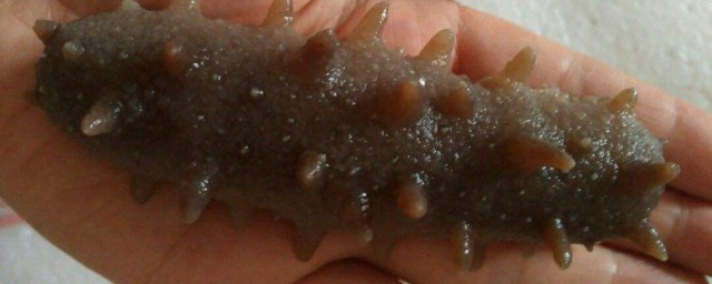 幹海參怎麼泡發 幹海參泡發的方法