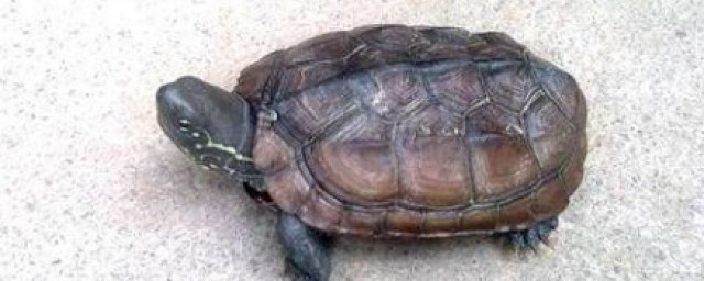 中華草龜怎麼養 草龜的飼養方法