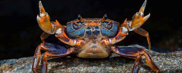 螃蟹公母怎麼區分 怎麼區分螃蟹的公母
