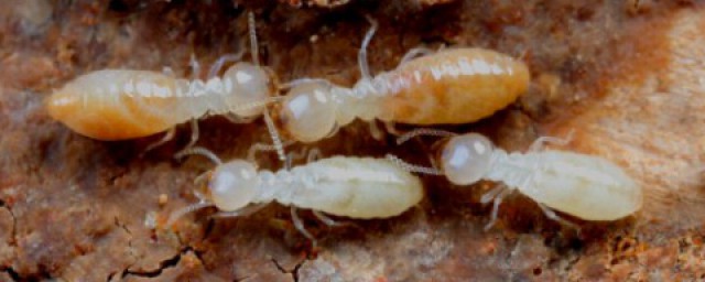白蟻怎麼防治 白蟻都喜歡在什麼地方居住啊?