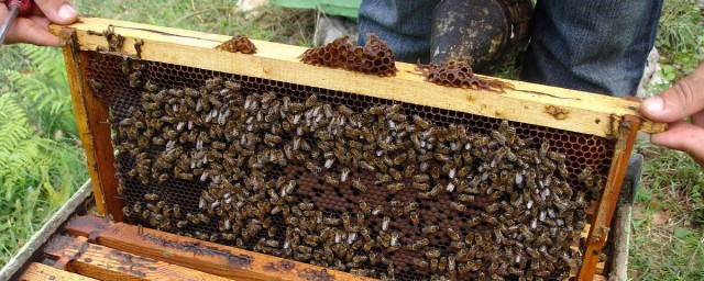 空蜂箱怎麼引來蜜蜂 有什麼辦法