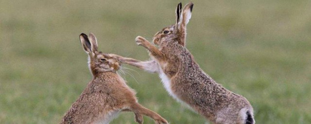 兔子不吃窩邊草下一句話是什麼 兔子不吃窩邊草的出處