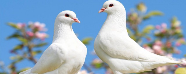 鴿子肉的營養價值及功效 鴿子肉的作用