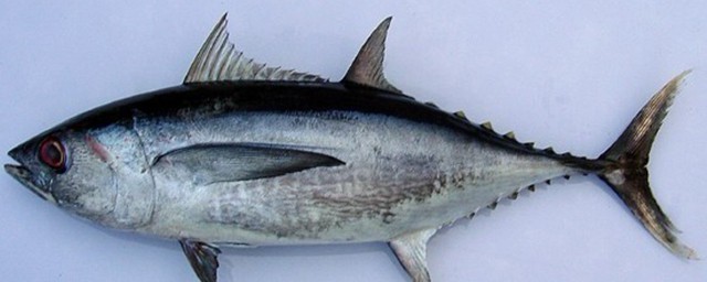 金槍魚的營養價值及功效 金槍魚對人體的好處