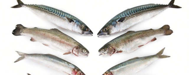 鮁魚的營養價值及功效 鮁魚的作用有哪些