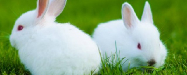 兔子怎麼做好吃 兔肉的營養價值