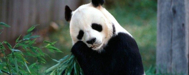 熊貓為什麼是國寶 大熊貓介紹