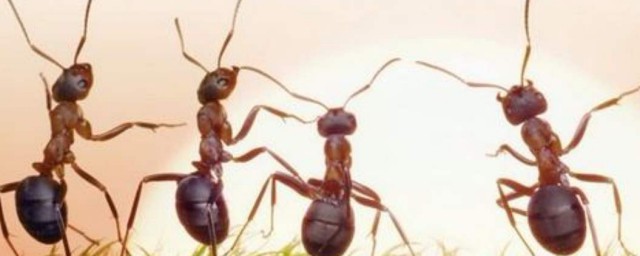 傢裡招螞蟻預示著什麼 傢裡招螞蟻寓意什麼
