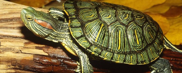 養巴西龜放多少水 巴西彩龜簡介