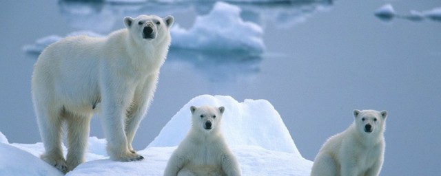 北極熊的毛是什麼顏色的 北極熊的毛的顏色是什麼
