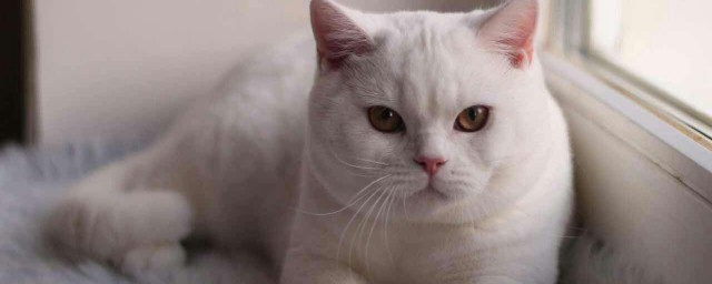 銀漸層貓多少錢一隻 銀漸層貓的價格