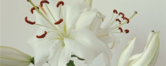 白百合花代表什麼 白百合花的花語介紹