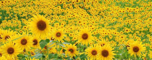 太陽花代表什麼 太陽花的含義