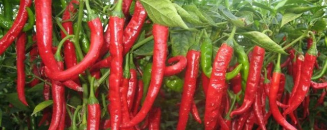吃辣椒的好處和壞處 吃辣椒的好處和壞處是什麼