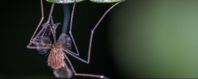 蚊子是怎麼產生的 蚊子是怎麼繁殖的