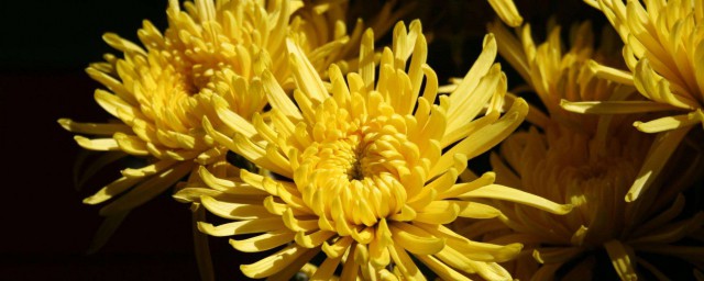 黃菊花代表什麼 黃菊花的功效