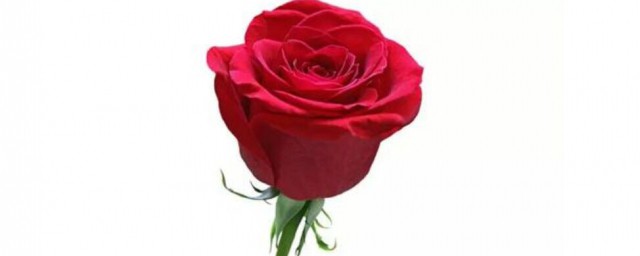 一朵玫瑰花代表什麼 玫瑰代表的含義