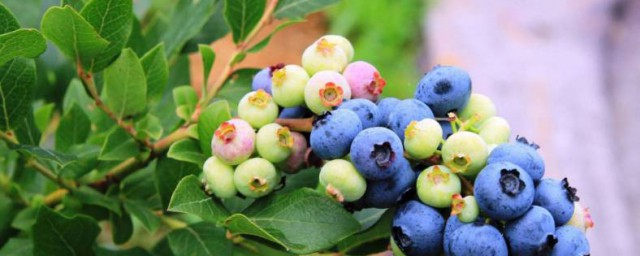 吃藍莓的禁忌 有哪些禁忌