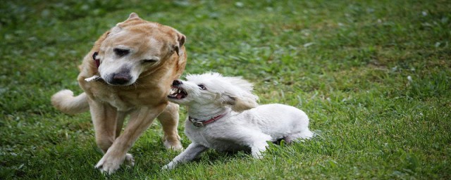 狗狗打架的時候為什麼用嘴不用手 狗狗打架用嘴不用手的原因