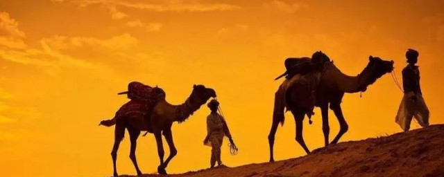 駱駝的駝峰是儲存什麼的 你知道嗎