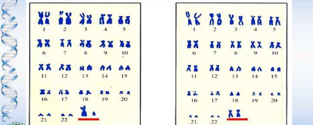 人的染色體有多少對 人的染色體介紹
